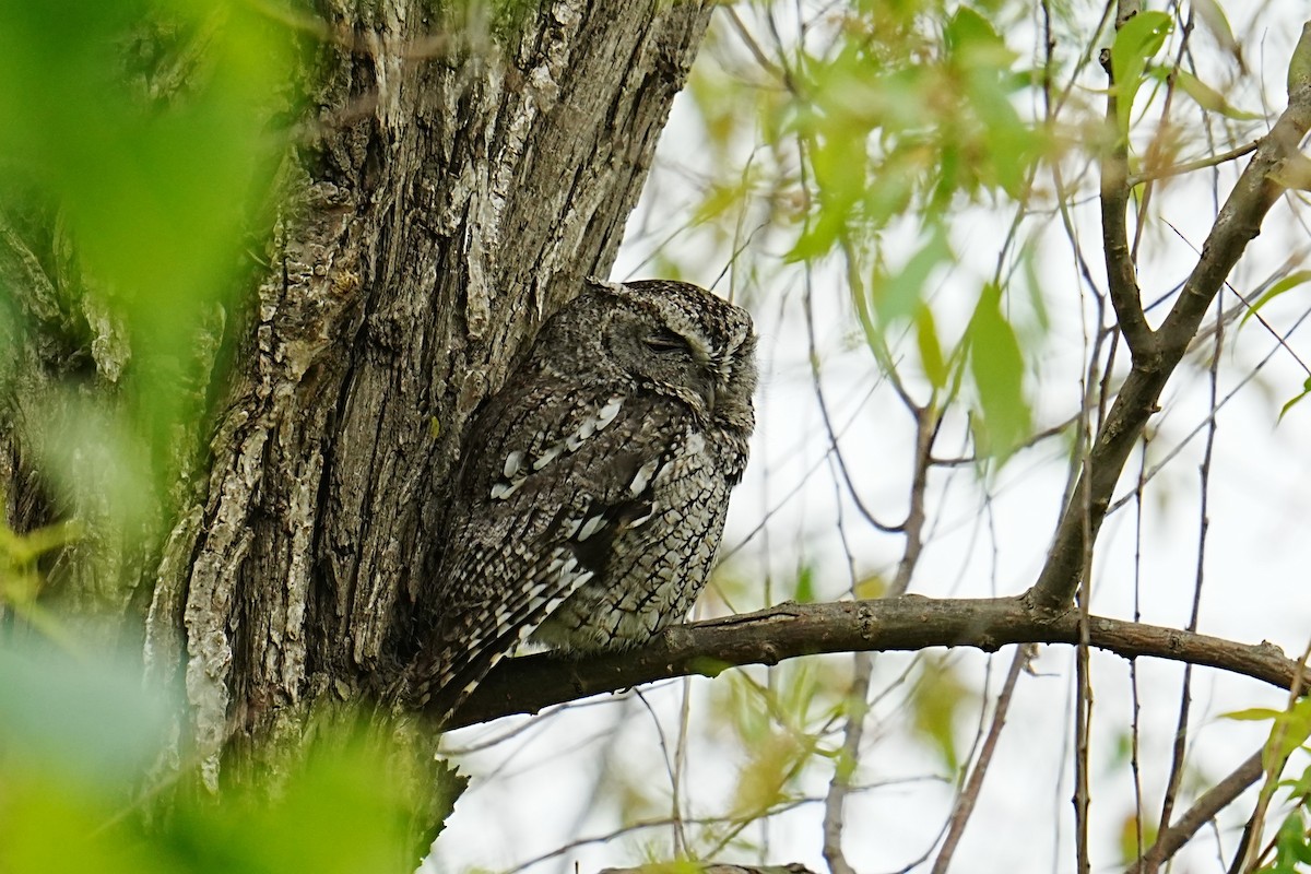 Eastern Screech-Owl - ML635792429