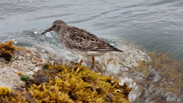 Purple Sandpiper - ML635792488