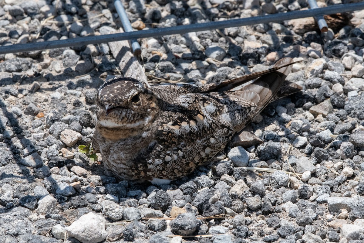 Lesser Nighthawk - ML635792563