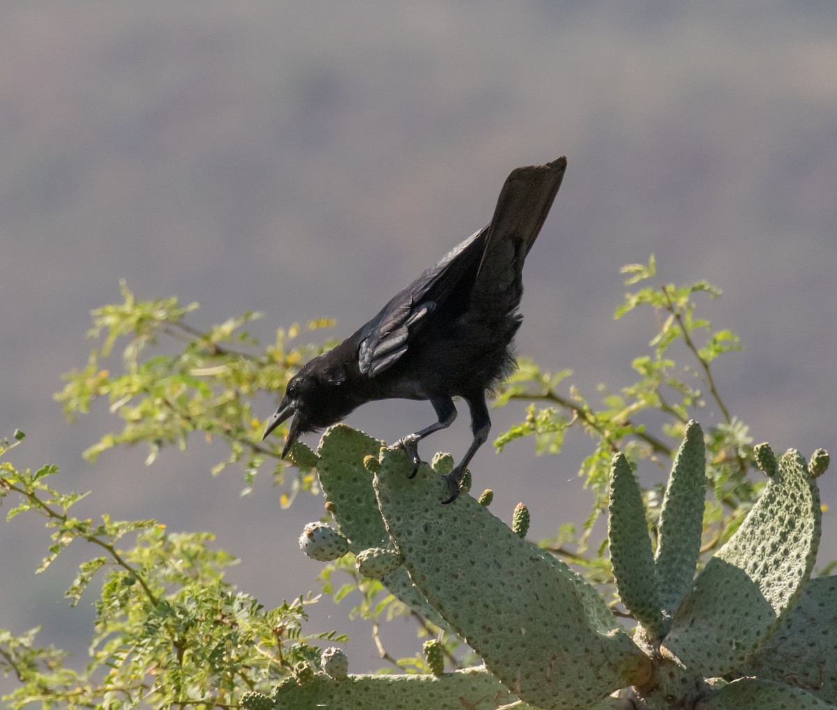 Hispaniolan Palm-Crow - ML635792623
