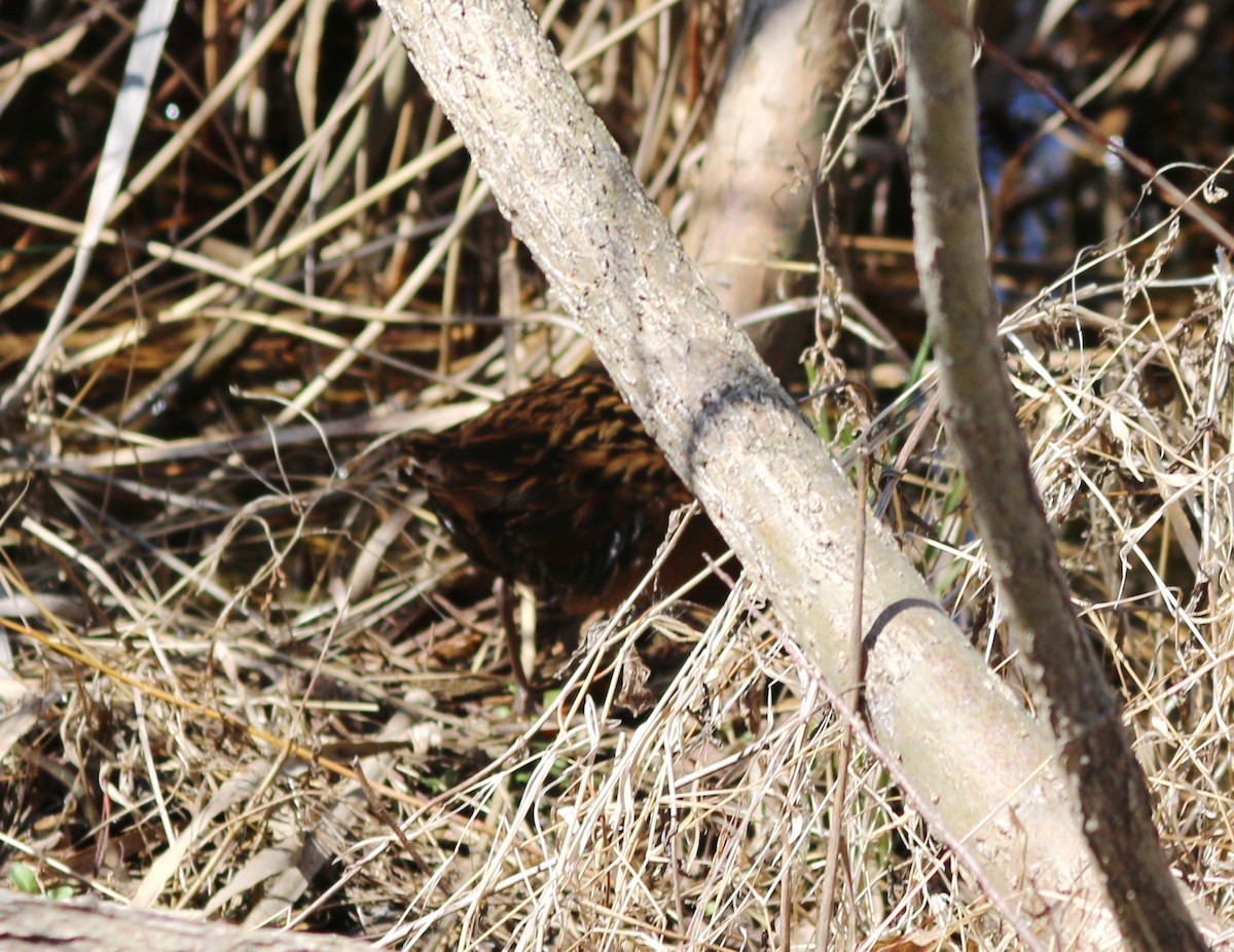 Virginia Rail - ML635792626