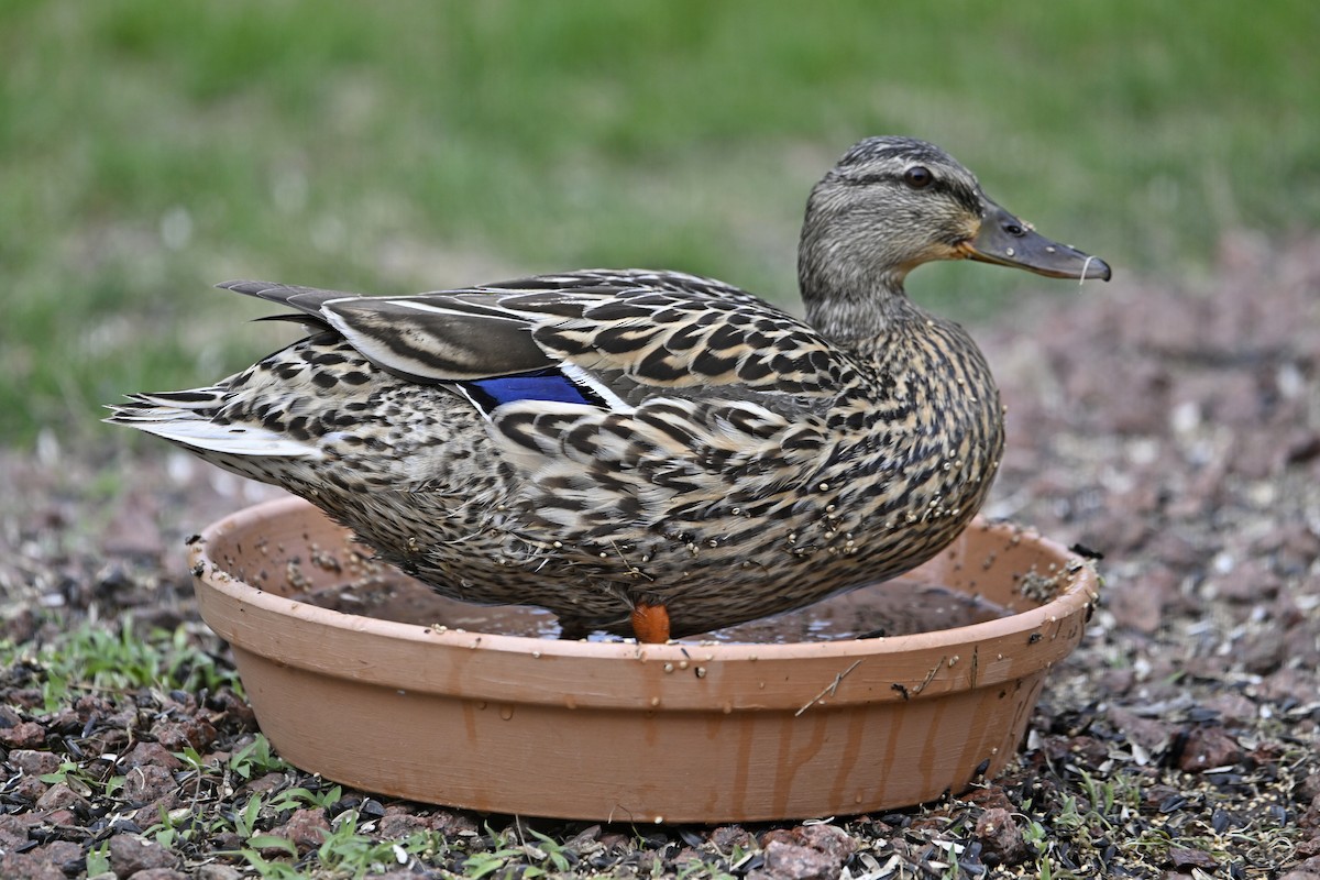 Mallard - ML635792633
