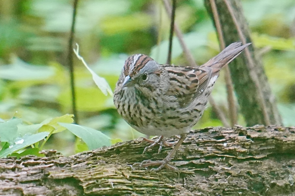 Lincoln's Sparrow - ML635792644