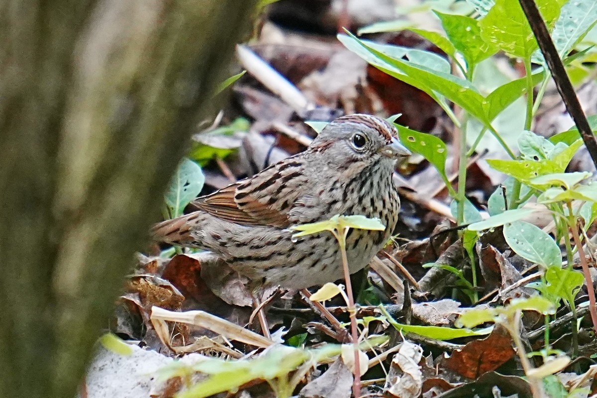 Lincoln's Sparrow - ML635792646