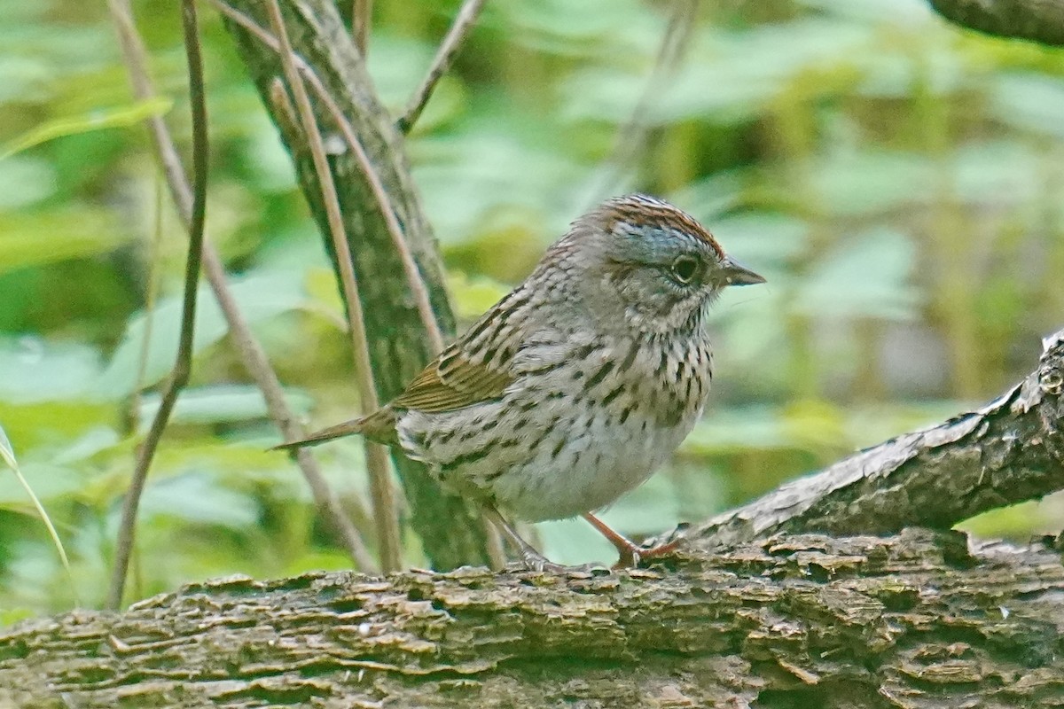 Lincoln's Sparrow - ML635792647