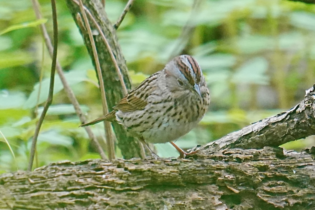Lincoln's Sparrow - ML635792648