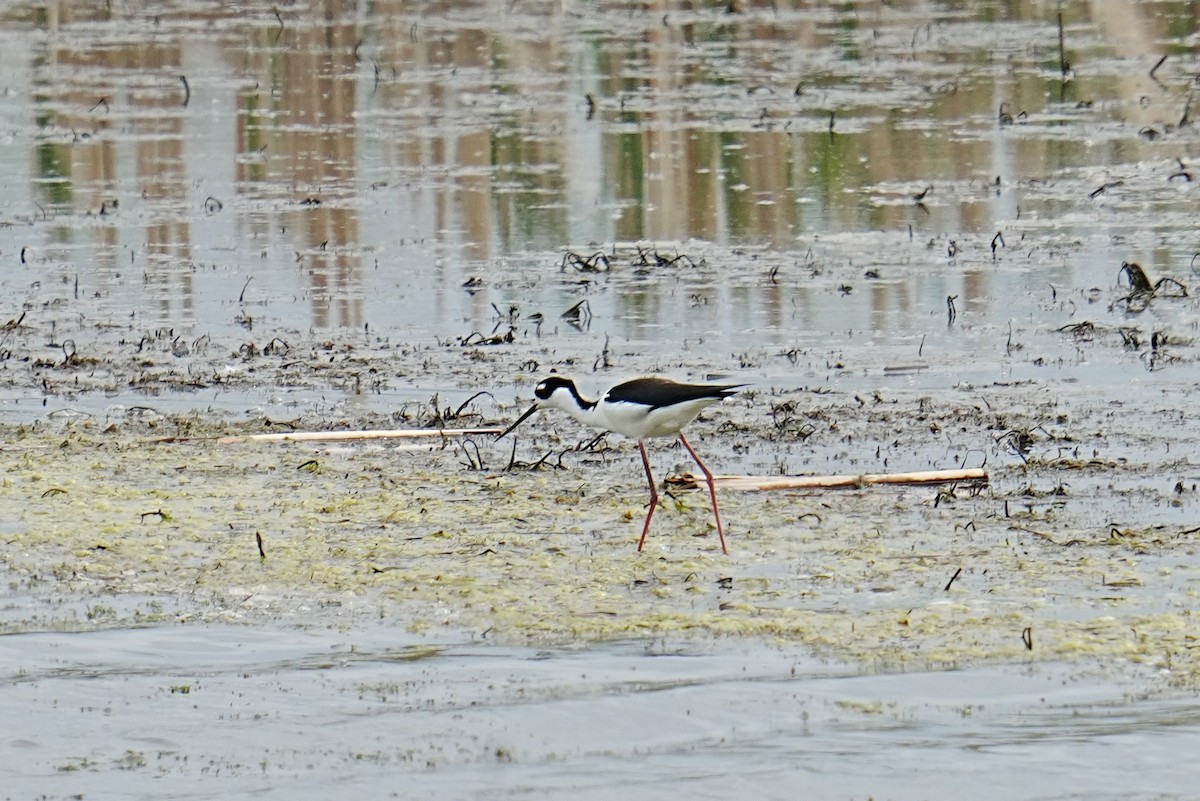 Black-necked Stilt - ML635792702