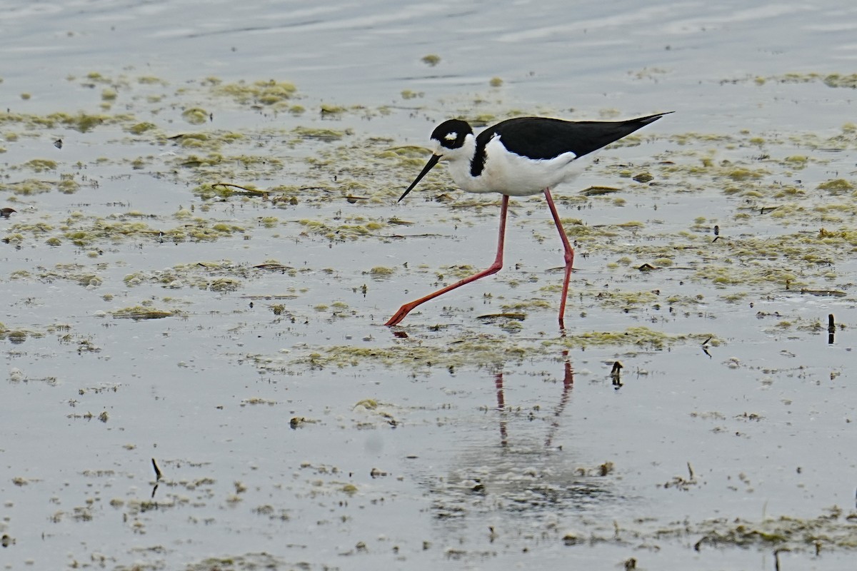 Black-necked Stilt - ML635792703