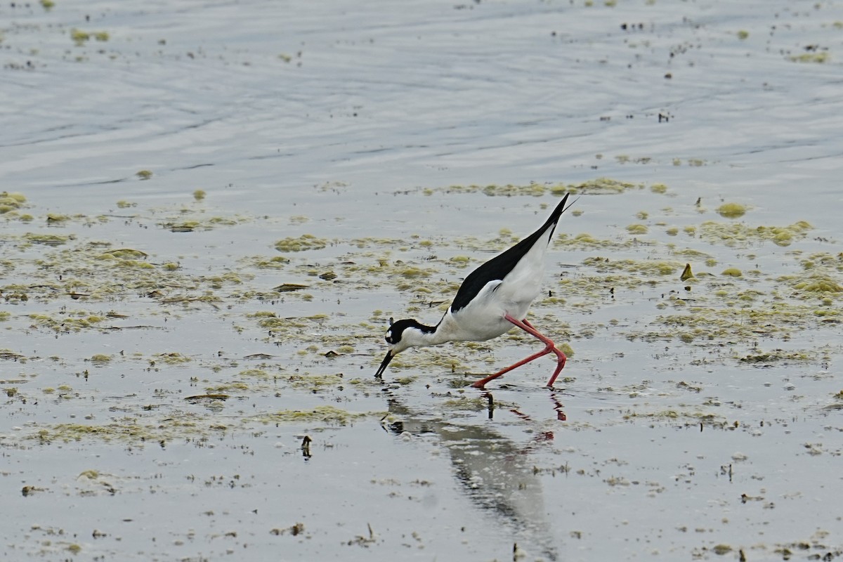 Black-necked Stilt - ML635792704