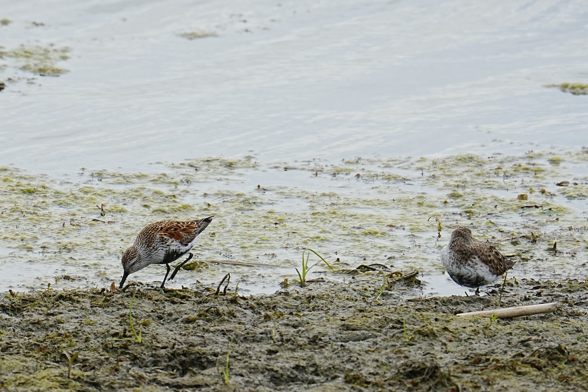 Dunlin - ML635792716