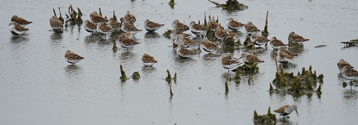 Dunlin - ML635792718