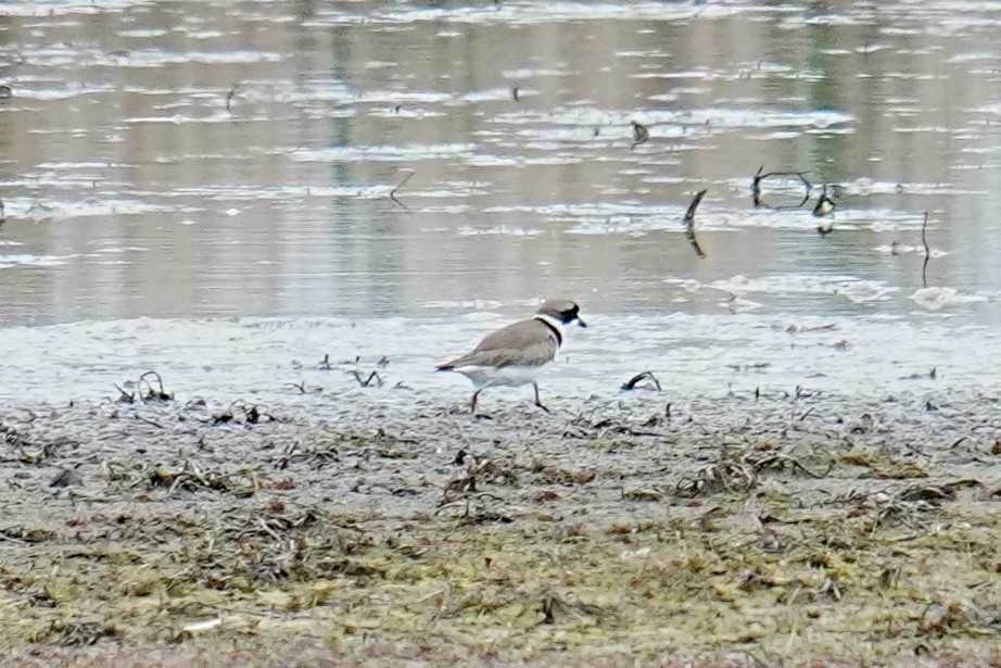 Semipalmated Plover - ML635792734