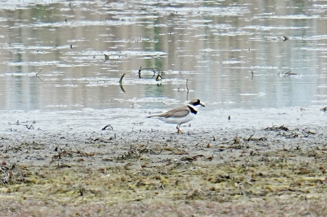 Semipalmated Plover - ML635792735