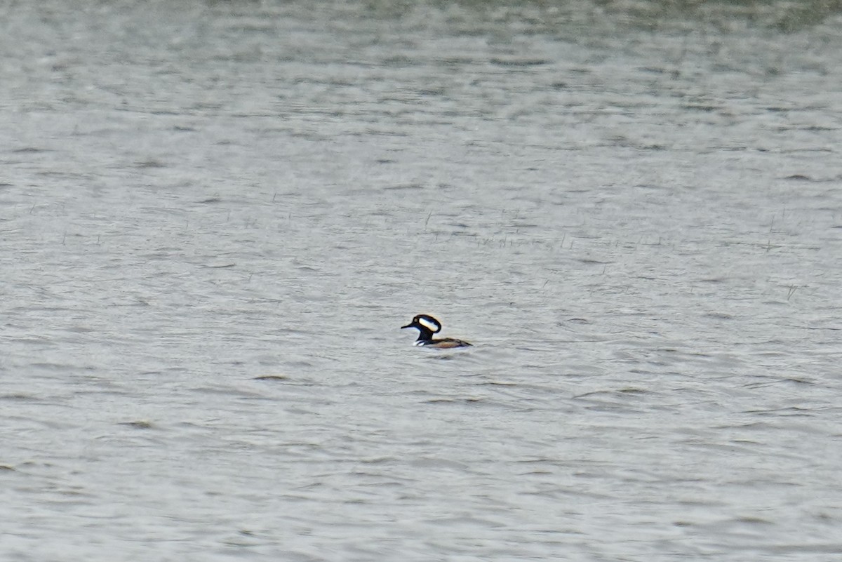 Hooded Merganser - ML635792751