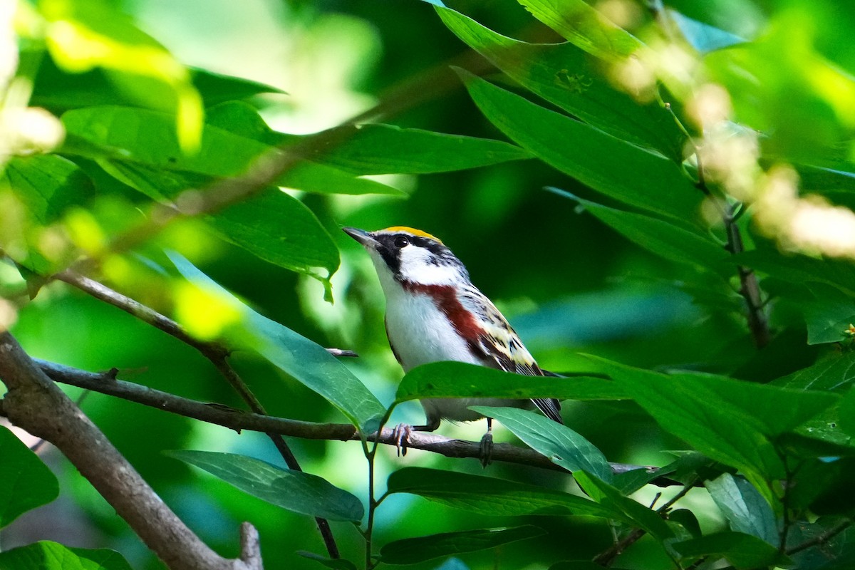 Chestnut-sided Warbler - ML635792766