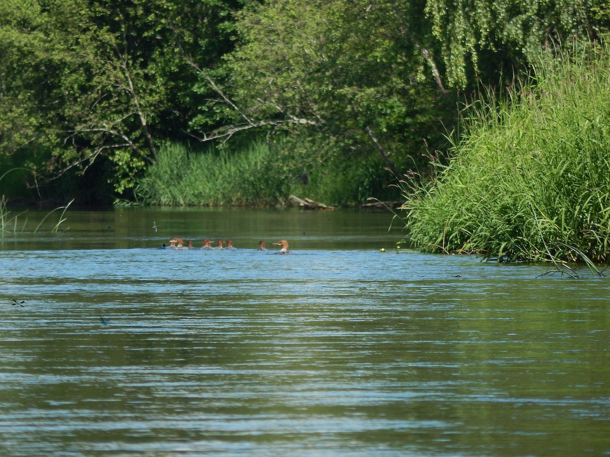 Common Merganser - ML63579281