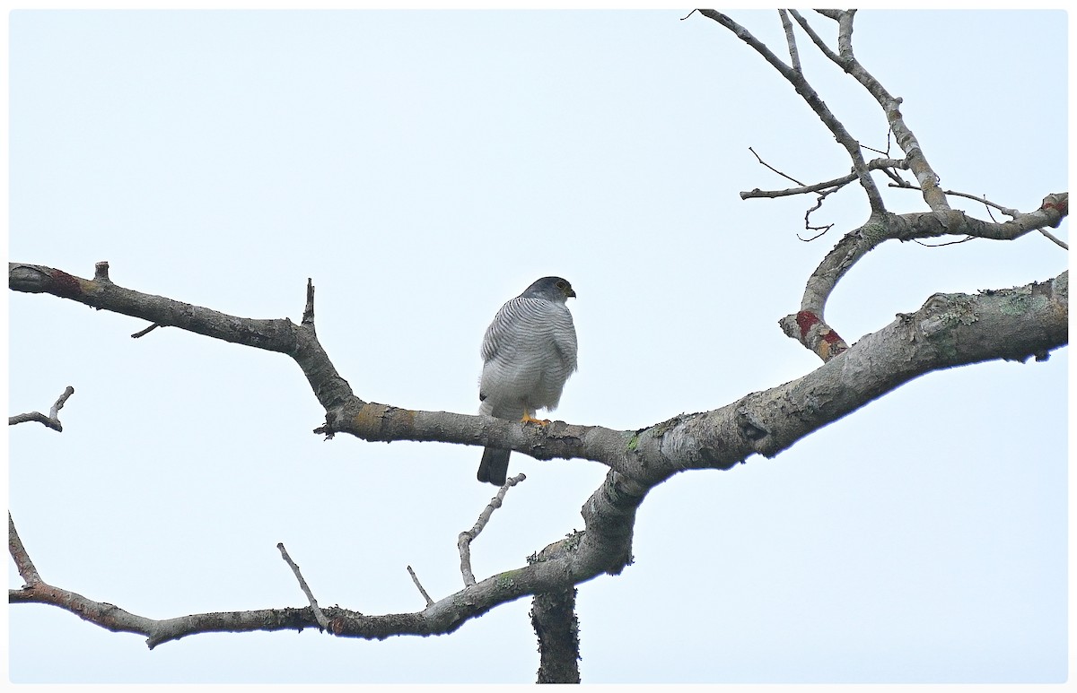 Tiny Hawk - ML635792816
