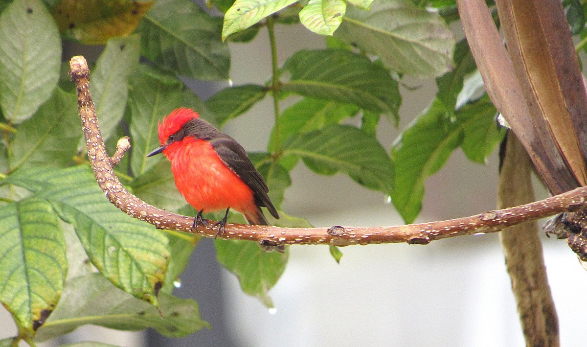 Vermilion Flycatcher - ML635792914