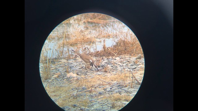 Killdeer - ML635792919