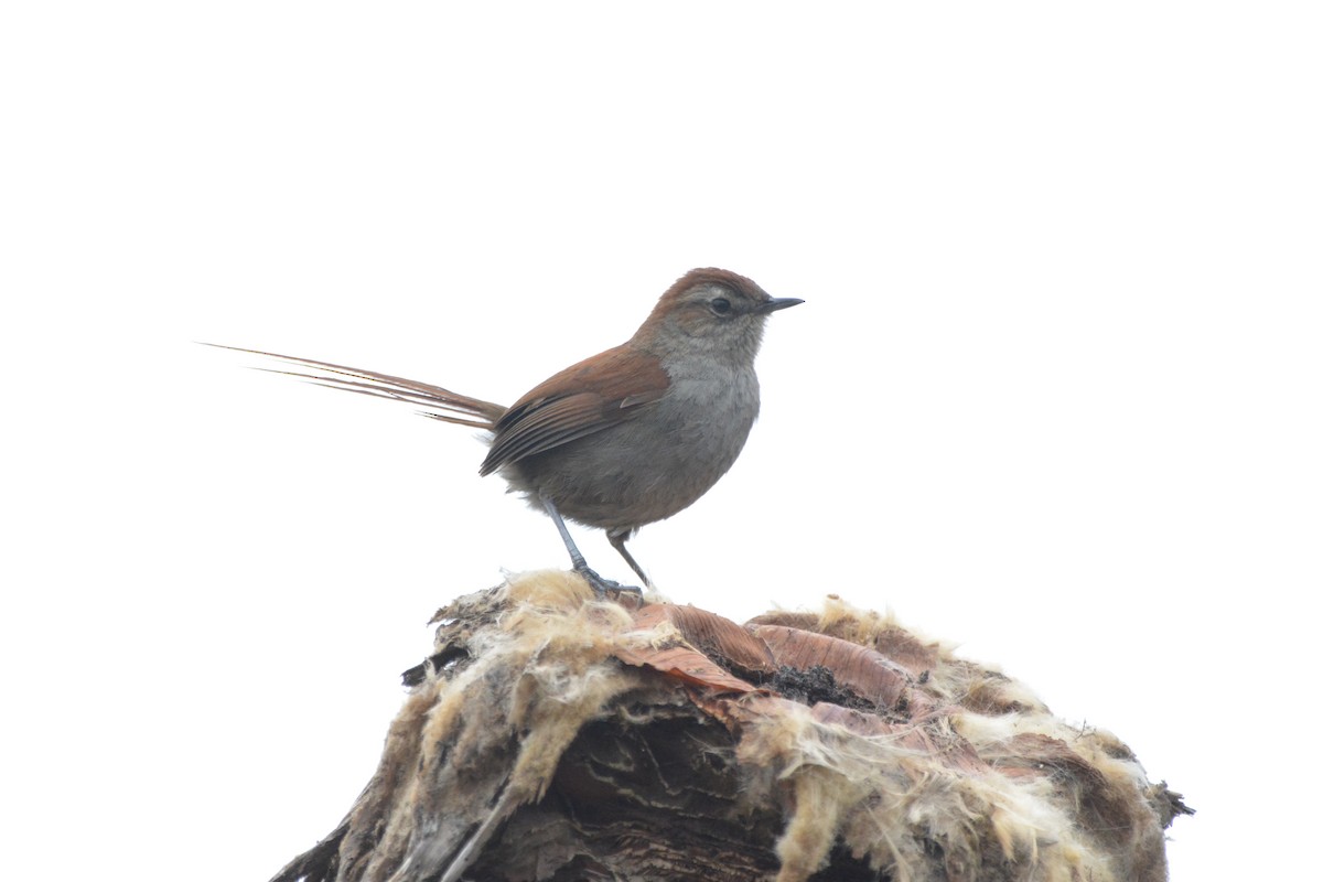 White-chinned Thistletail - ML635792993