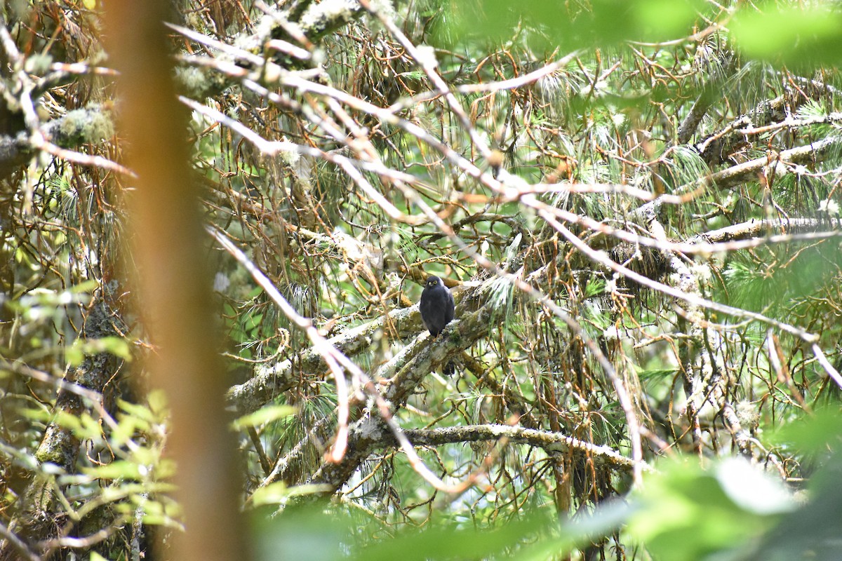 White-rumped Hawk - ML635793093