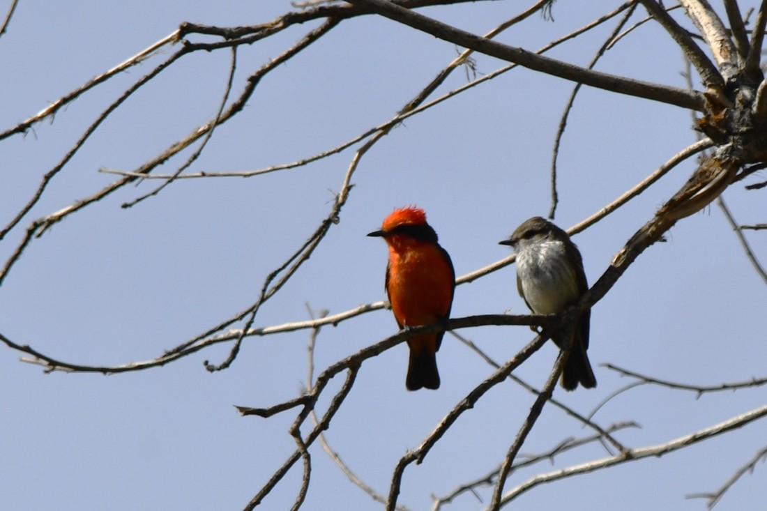 Vermilion Flycatcher - ML635793155