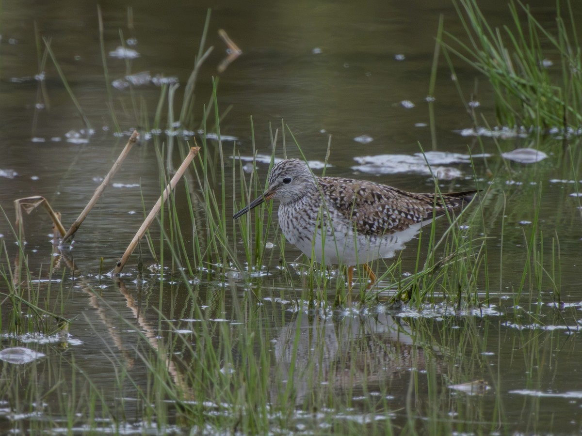 Lesser Yellowlegs - ML635793206