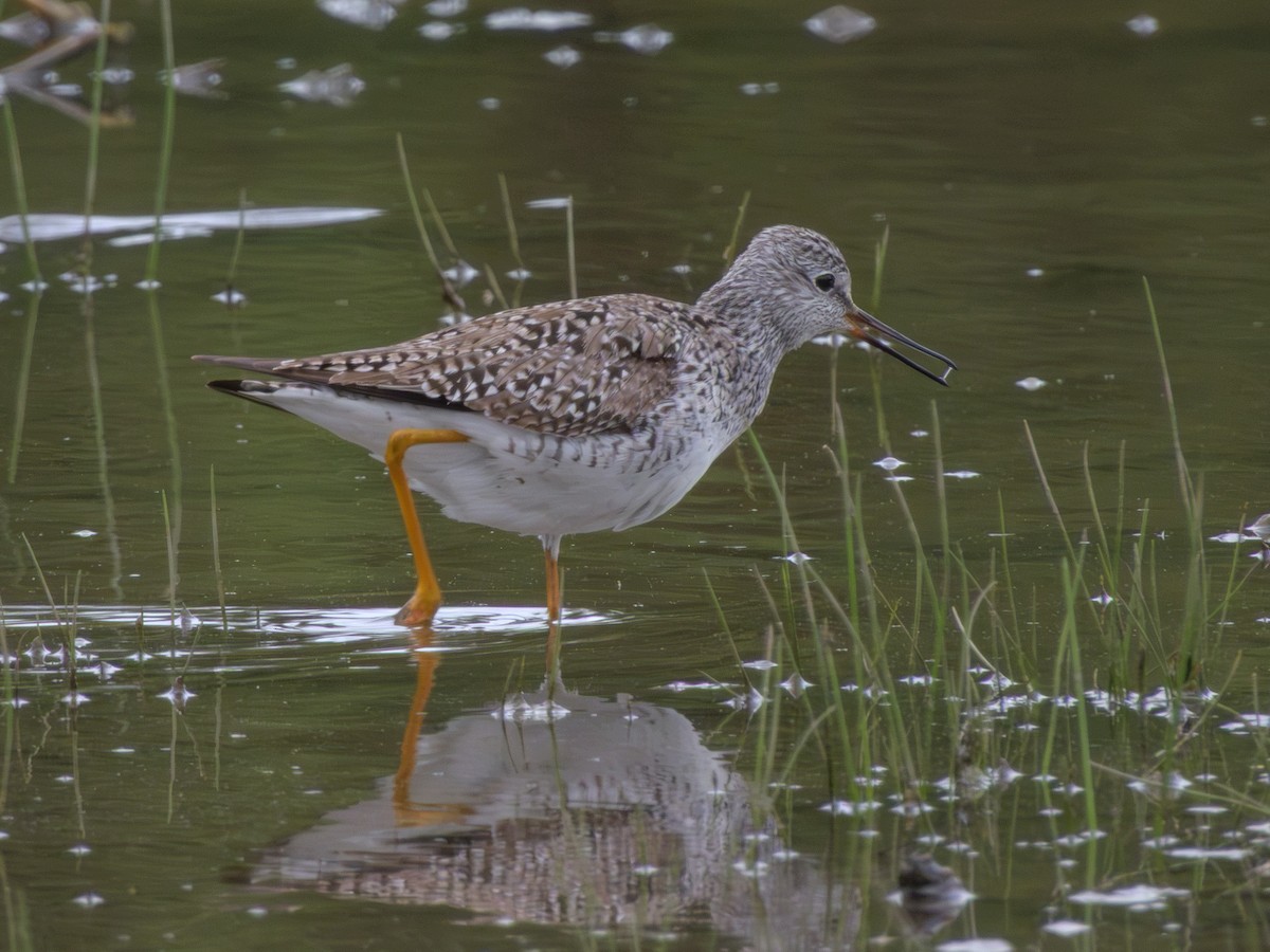 Lesser Yellowlegs - ML635793207