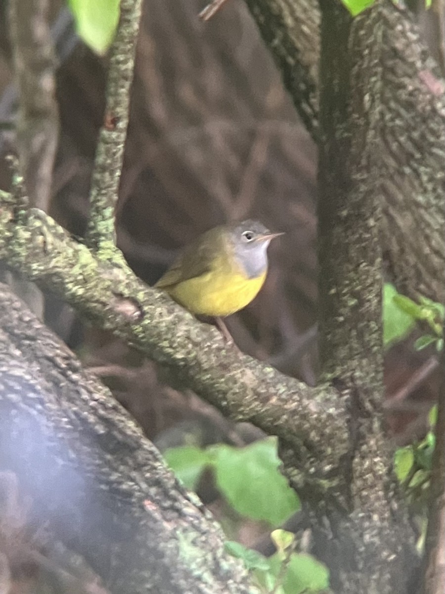 Connecticut Warbler - ML635793329