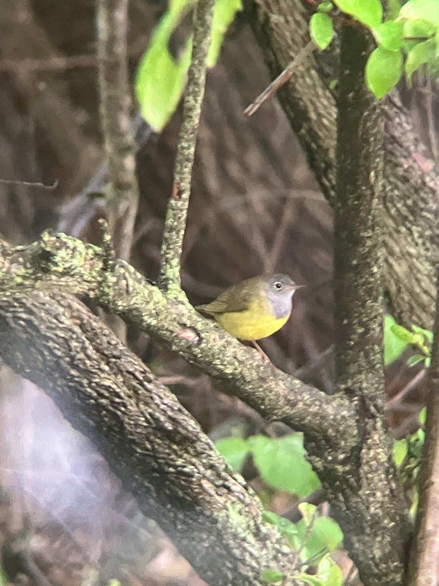 Connecticut Warbler - ML635793332