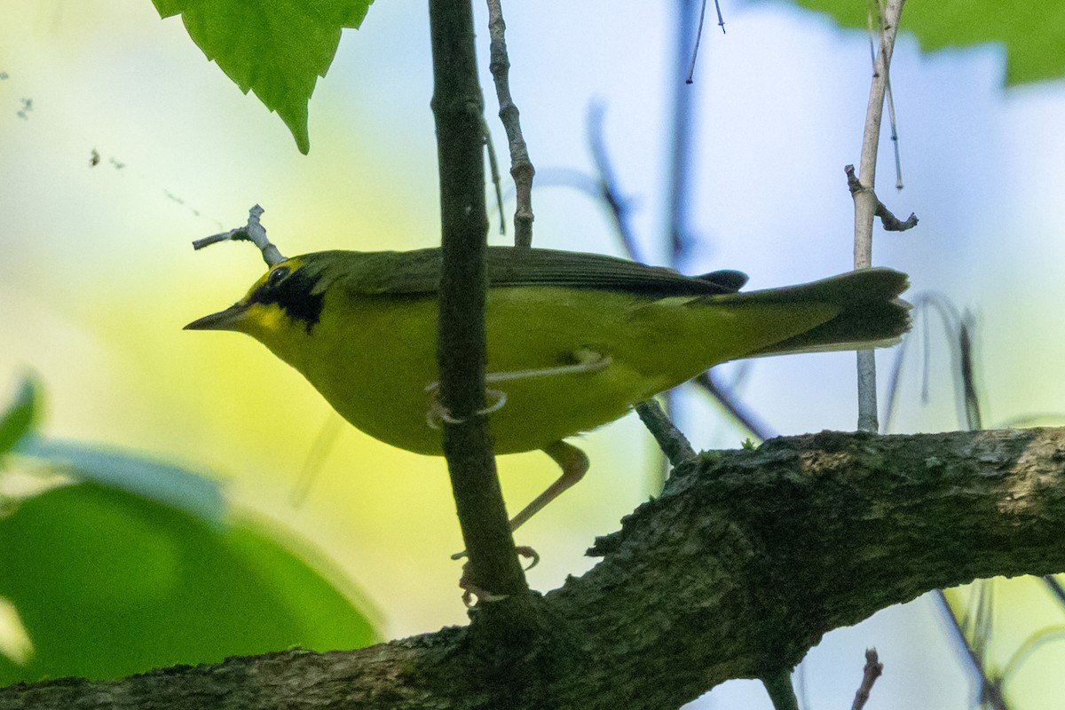 Kentucky Warbler - ML635793363