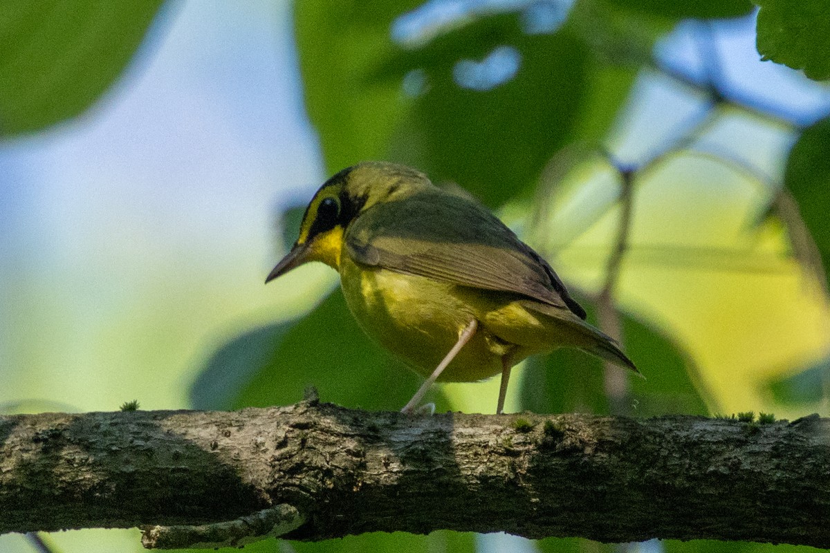 Kentucky Warbler - ML635793364