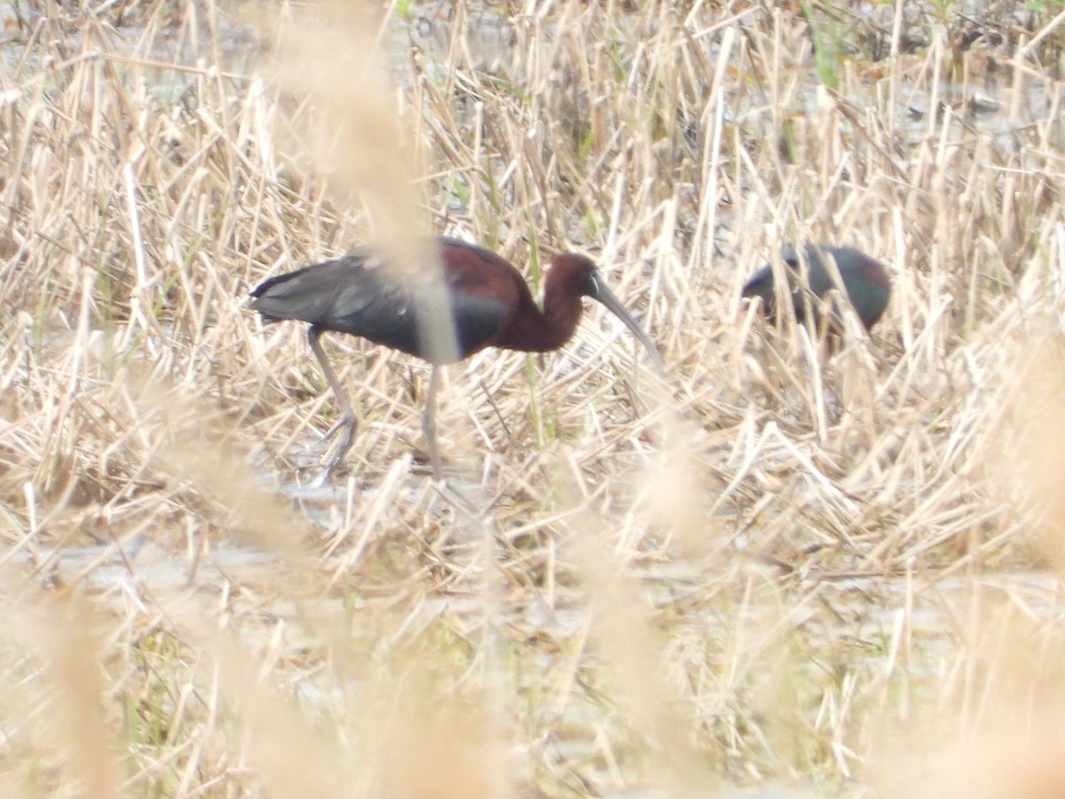 Glossy Ibis - ML635793366