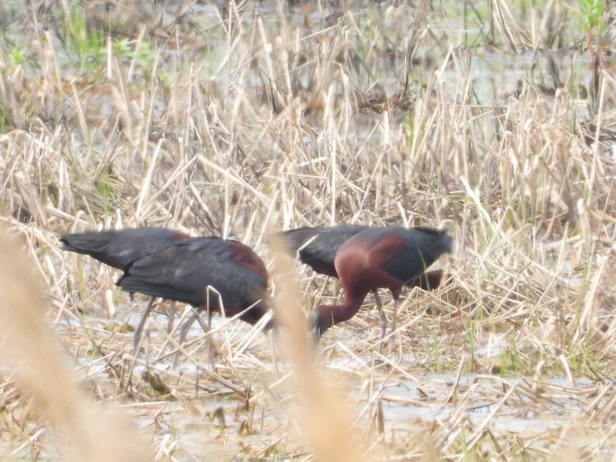 Glossy Ibis - ML635793367