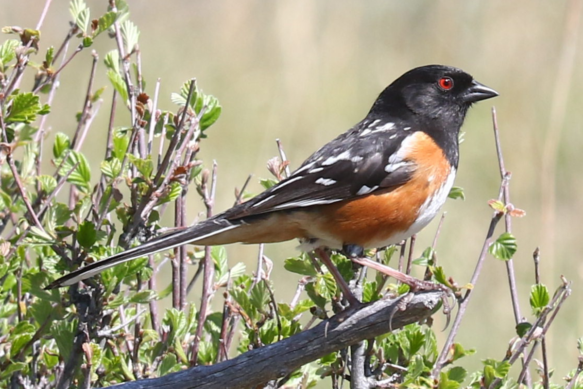 Spotted Towhee - ML635793405