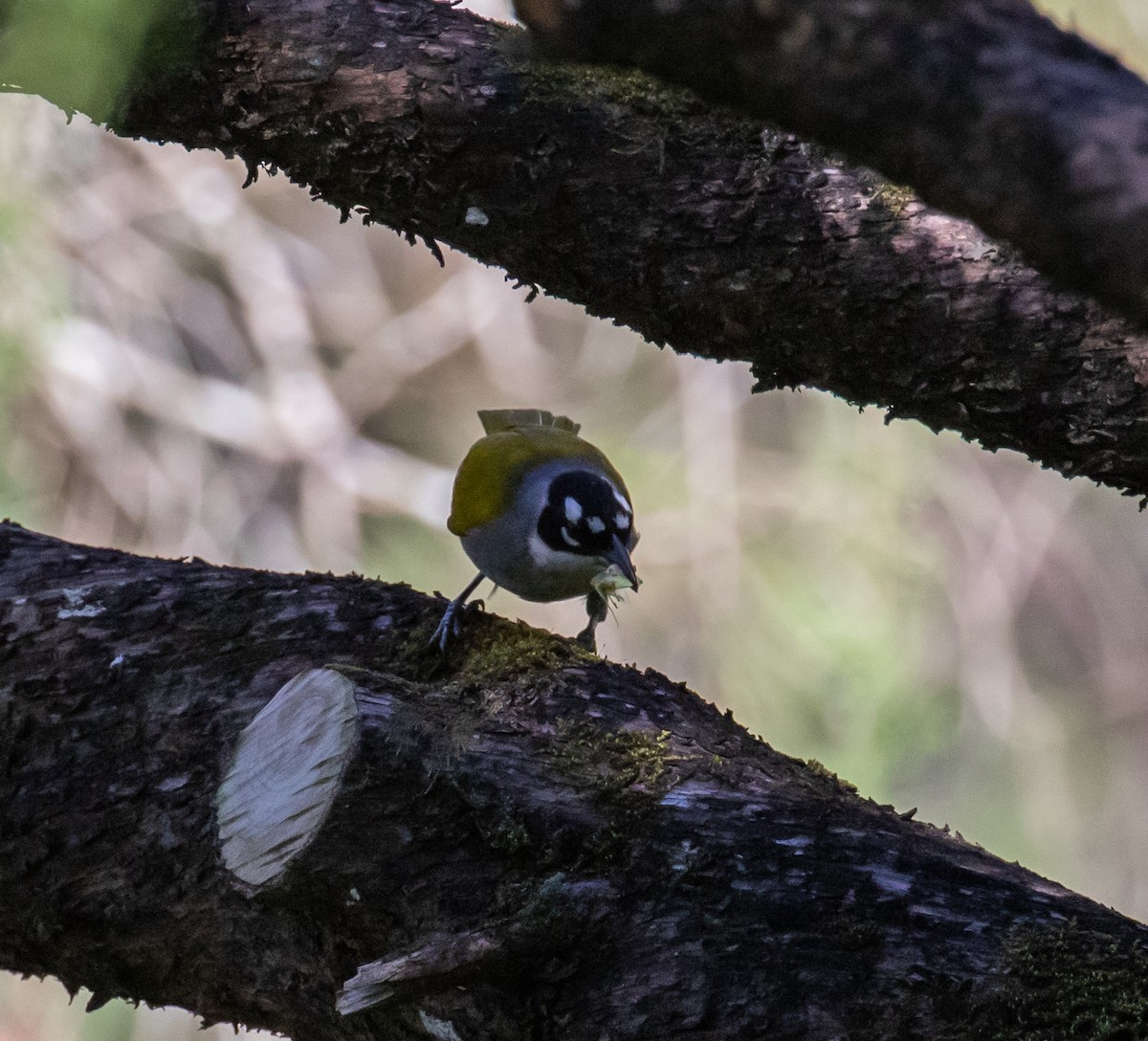 Black-crowned Palm-Tanager - ML635793415
