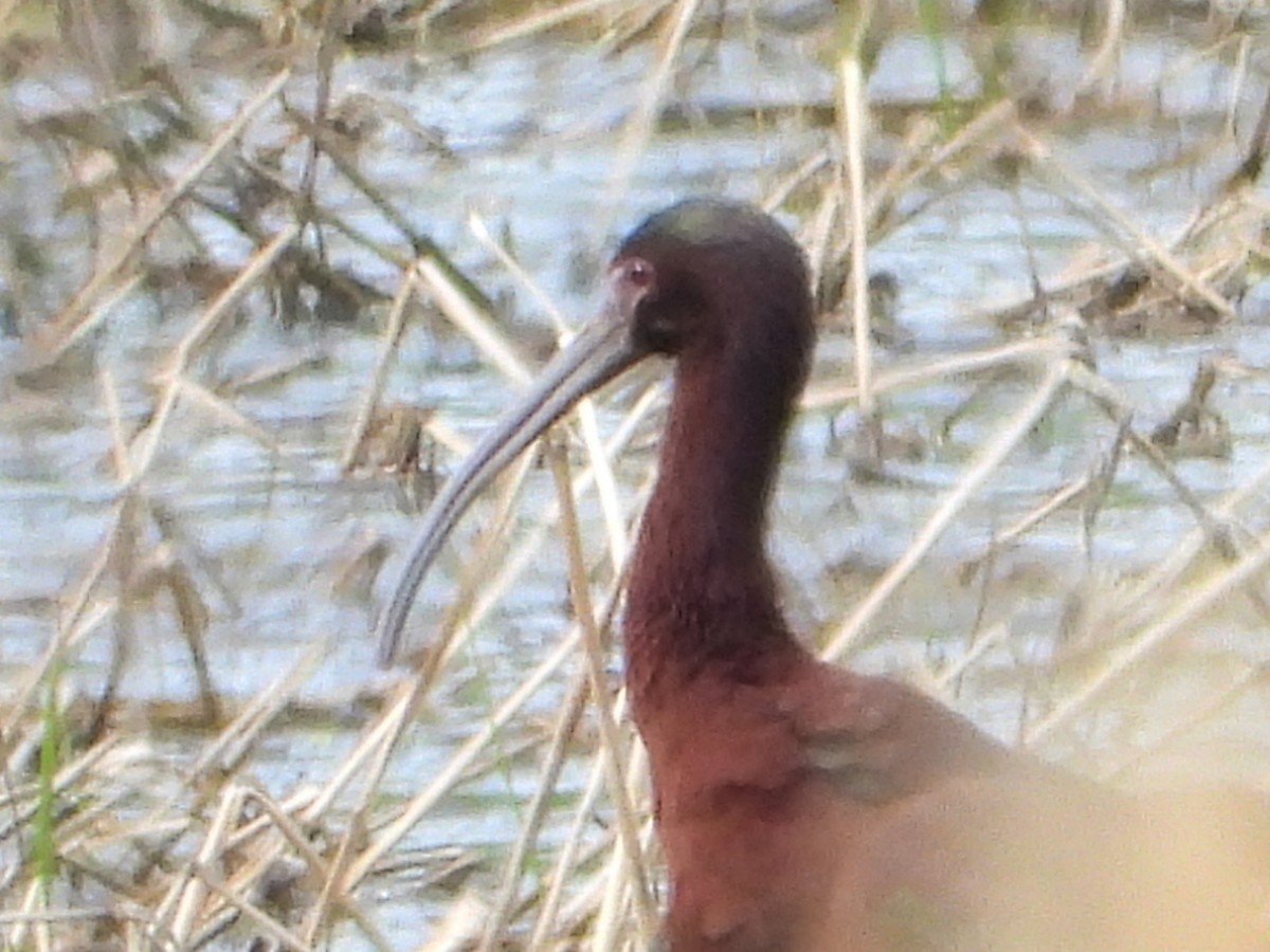 Glossy x White-faced Ibis (hybrid) - ML635793439