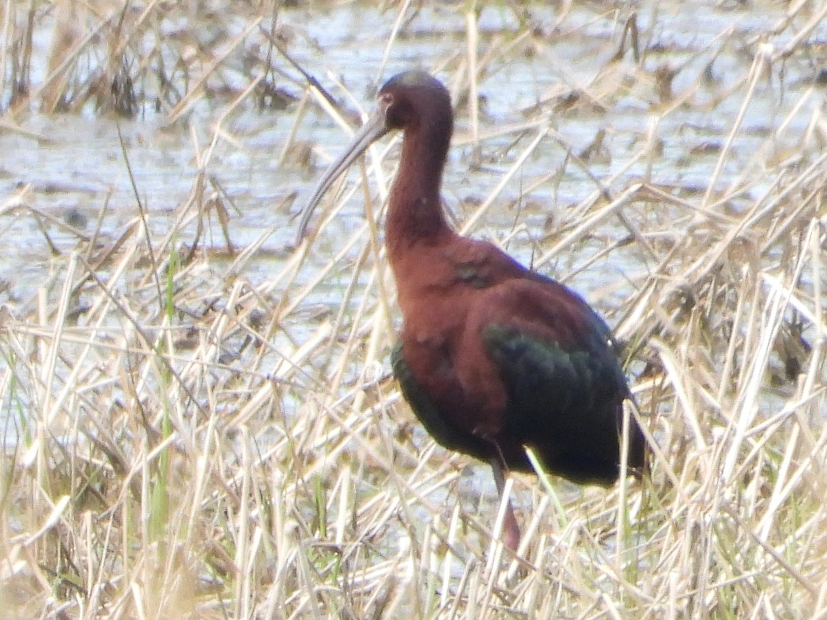 Glossy x White-faced Ibis (hybrid) - ML635793442