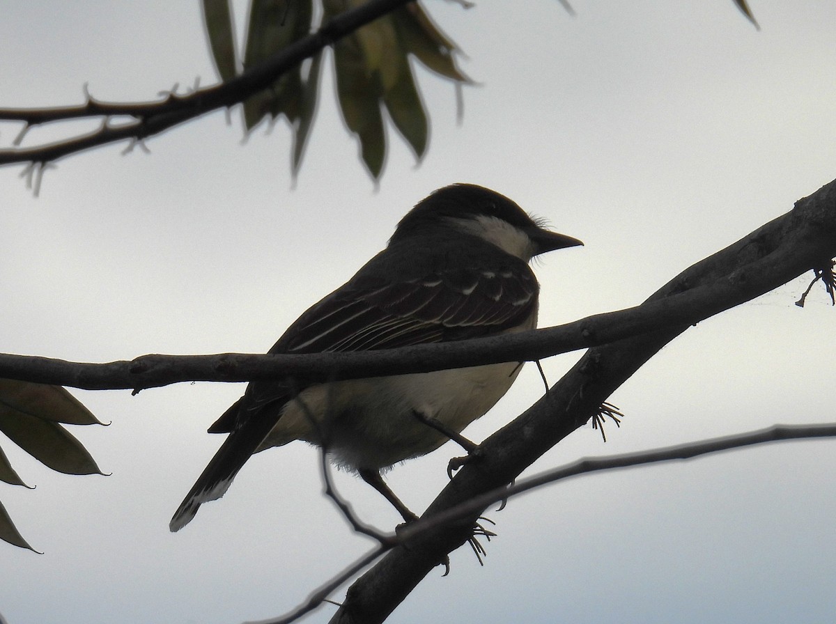 Eastern Kingbird - ML635793448
