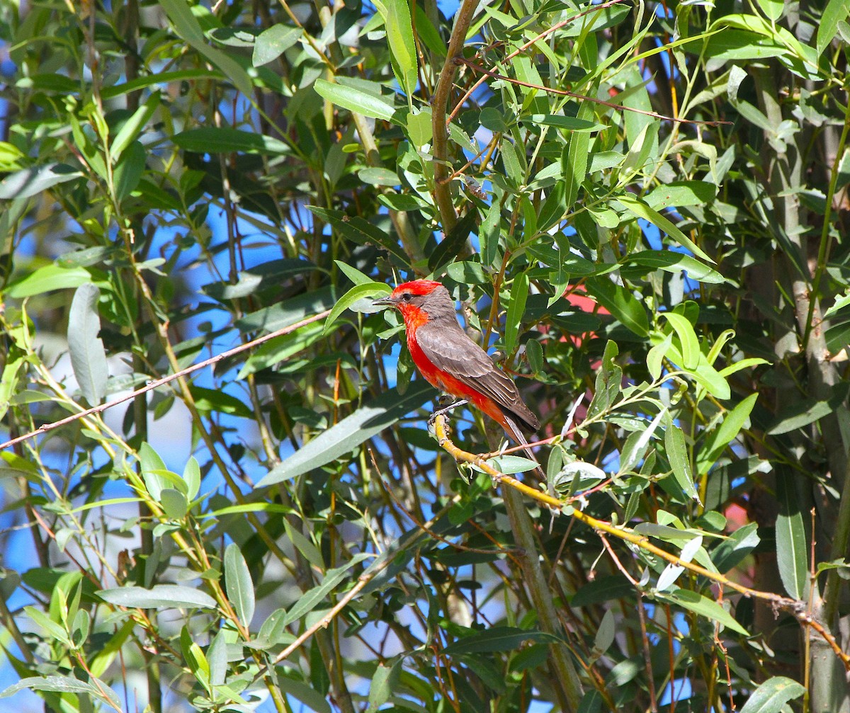 Vermilion Flycatcher - ML635793508