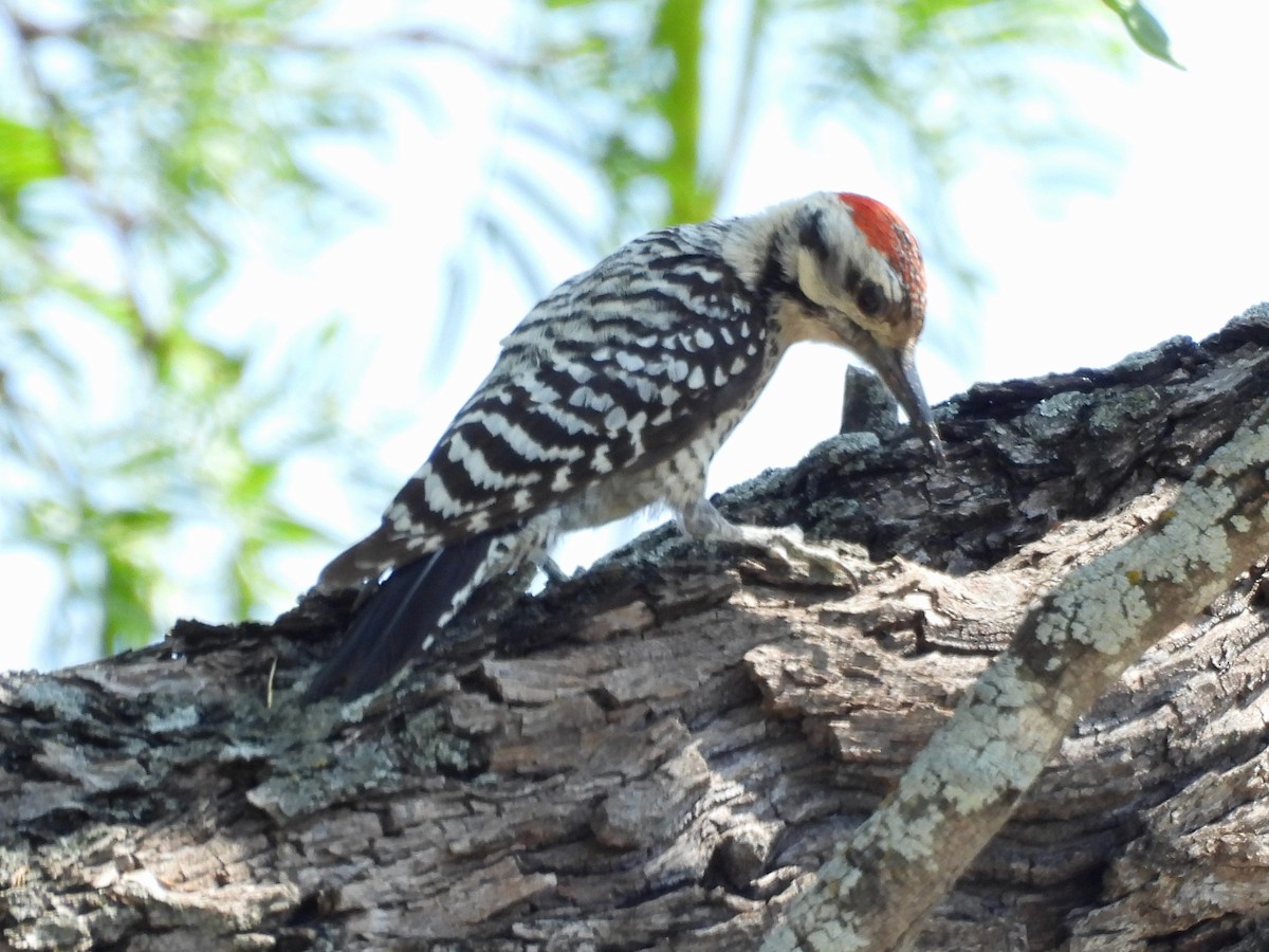 Ladder-backed Woodpecker - ML635793515