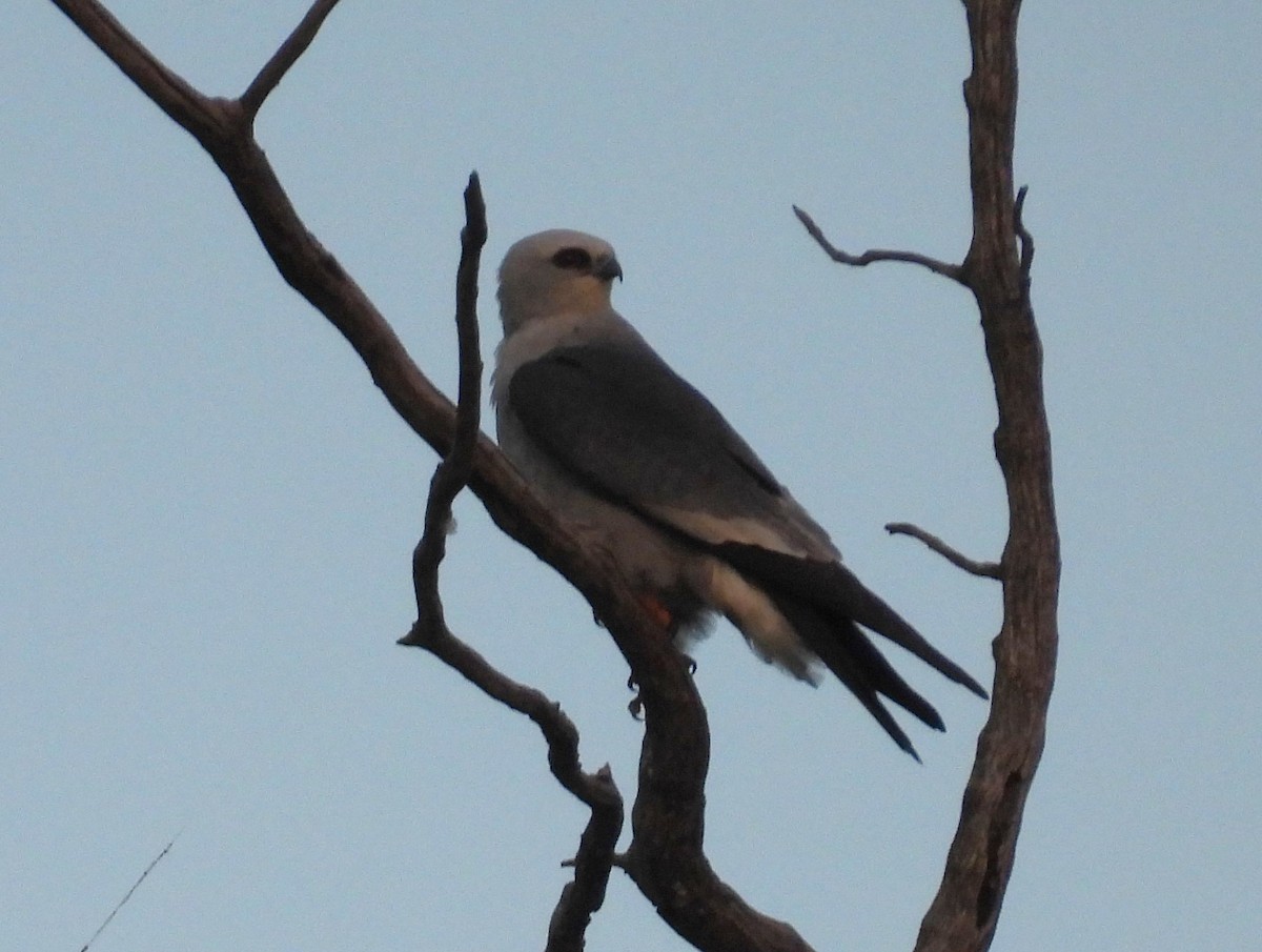 Mississippi Kite - ML635793517