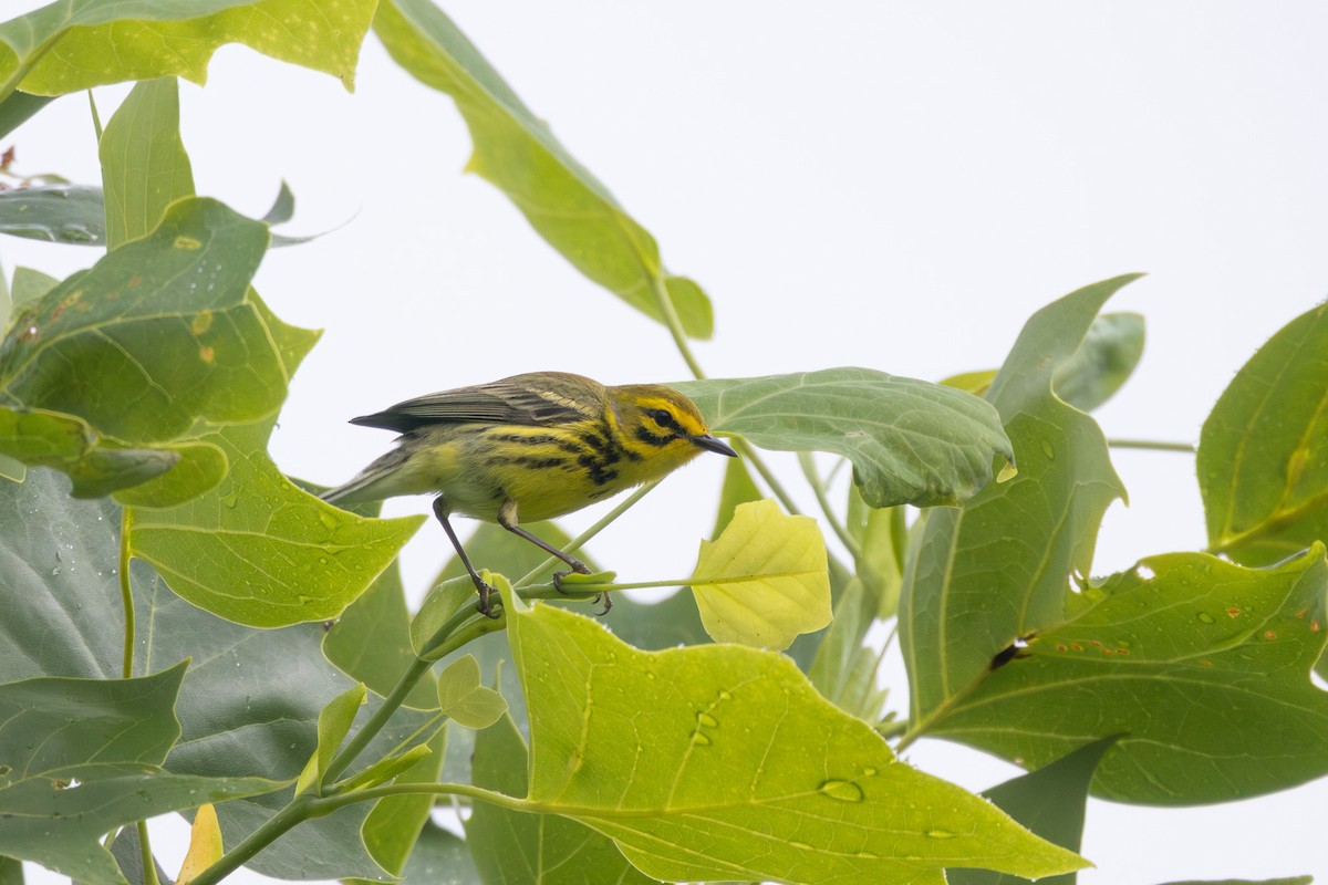 Prairie Warbler - ML635793548