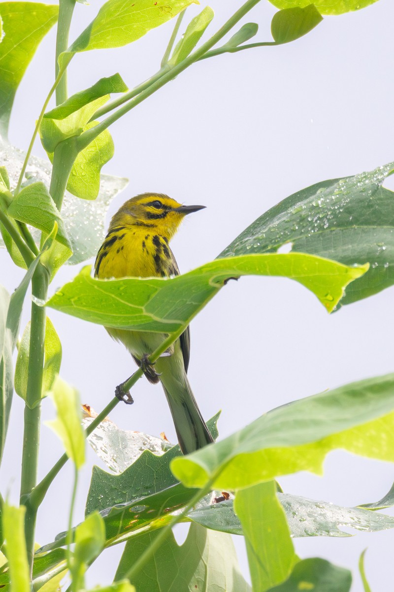 Prairie Warbler - ML635793557