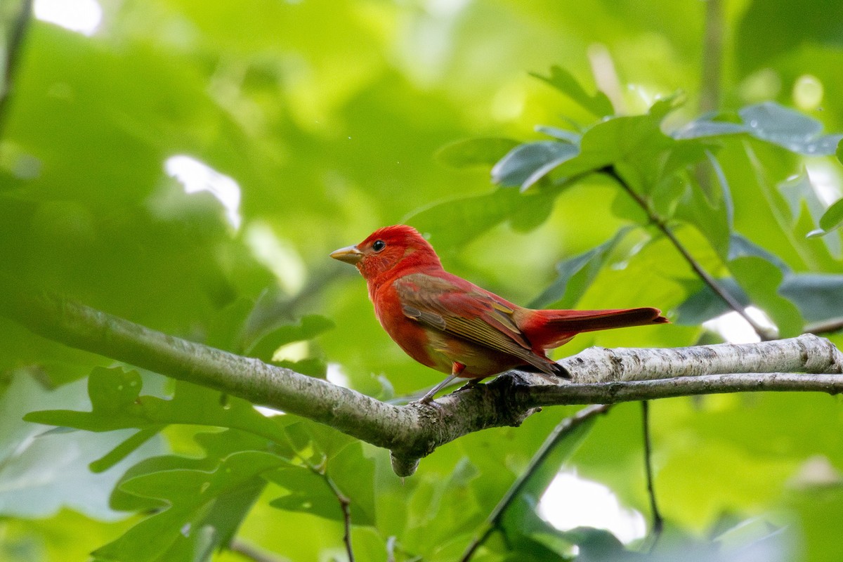 Summer Tanager - ML635793563