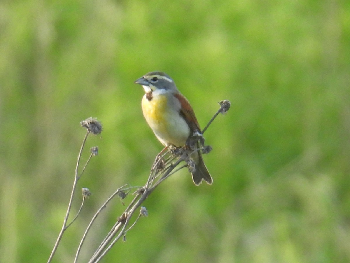 Dickcissel - ML635793594