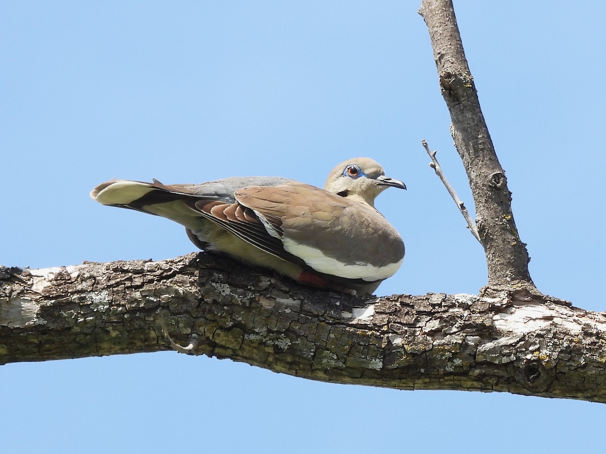 White-winged Dove - ML635793607