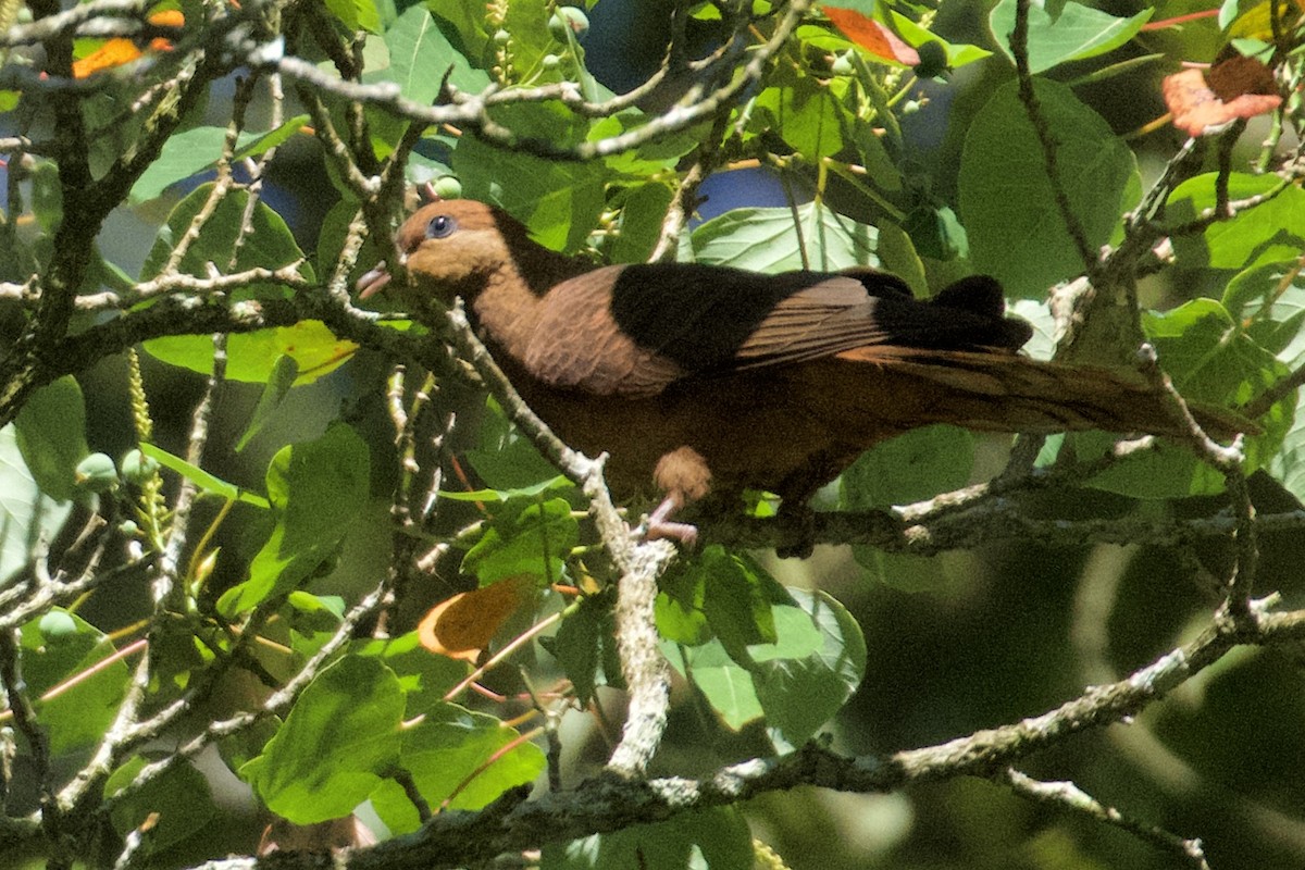 Ruddy Cuckoo-Dove - ML635793640