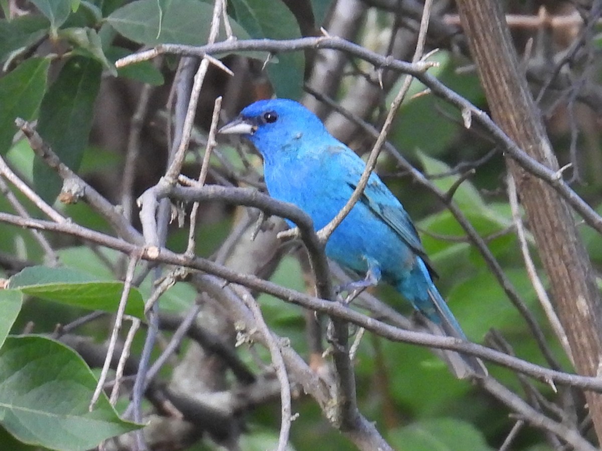 Indigo Bunting - ML635793731