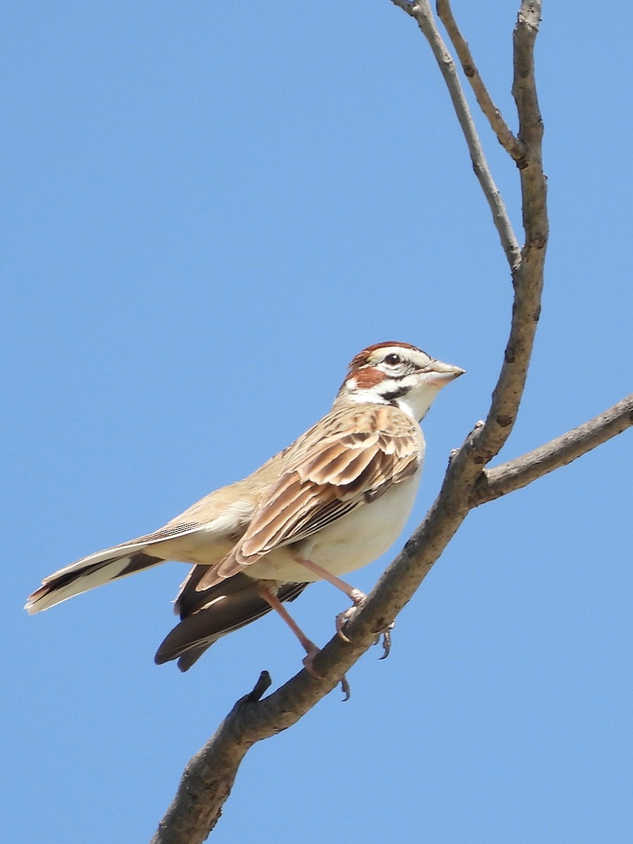 Lark Sparrow - ML635793851